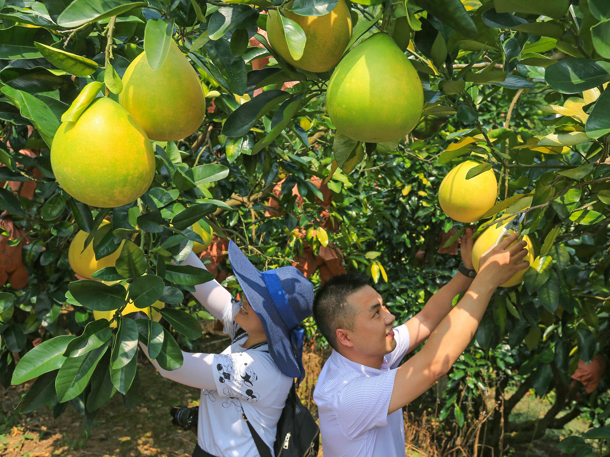 重庆梁平：“柚”是一番美景 -中国旅游新闻网