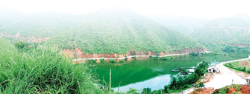 兴宁市石马镇泰狮油茶种植基地（曾玲摄）.png